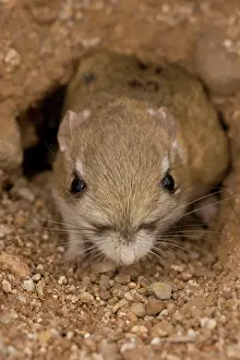 Dipodomys: Kangaroo Rat - Close-up of head and face, coming