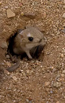 Dipodomys: Kangaroo Rat (Dipodomys spp.) - Arizona - Habitat is sandy w