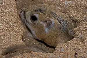 Dipodomys: Kangaroo Rat - Emerging from hole in sand