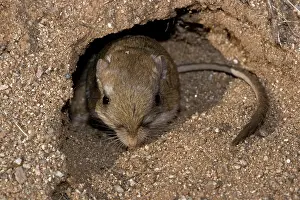 Dipodomys: Kangaroo Rat - Emerging from hole in sand
