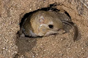 Dipodomys: Kangaroo Rat - Emerging from hole in sand