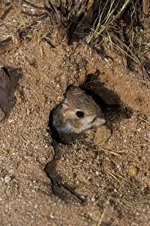 Dipodomys: Kangaroo Rat - Emerging from hole in sand