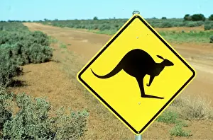 Signs: KANGAROO ROAD SIGN - Warning of kangaroos crossing the road
