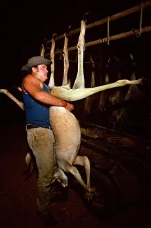 Shooter: Kangaroo shooter (licensed) hanging up large male