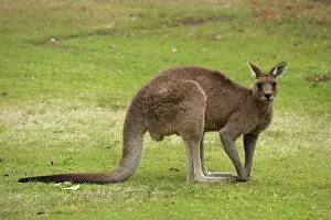 Giganteus: Kangaroo, Trial Bay, New South Wales, Australia