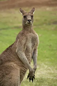 Giganteus: Kangaroo, Trial Bay, New South Wales, Australia