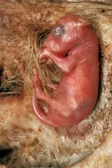 Cycles: Kangaroo, about four weeks old - Attached to teat in pouch