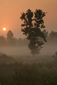 Kanha: Kanha NP, India. Early morning, rising sun