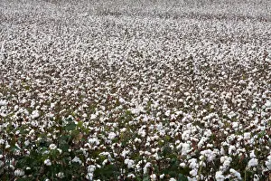 Ready: Kansas Cotton field