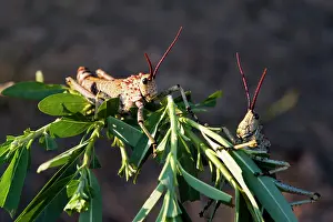 Kapama: Kapama Game Reserve, South Africa