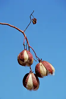 Fraseri: Kapoe