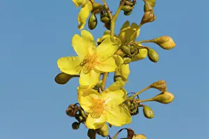 Geopelia: Kapok Flower