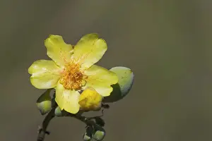 Kapok: Kapok flower