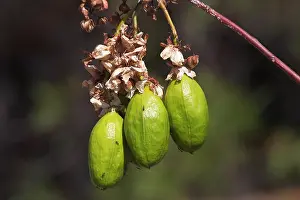Approximately: Kapok - After flowering green barrel-shaped fruits