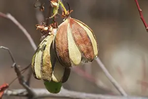 Releasing: Kapok - Mature fruit splitting and releasing silky