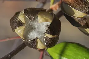 Releasing: Kapok - Mature fruit splitting and releasing silky