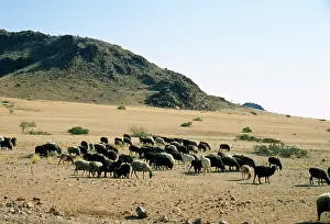 Origin: Karakul Sheep - Origin of breed is Russian