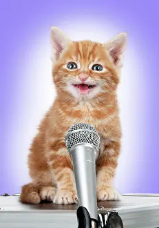Microphone: Karaoke Cat - Ginger Tabby kitten singing into microphone