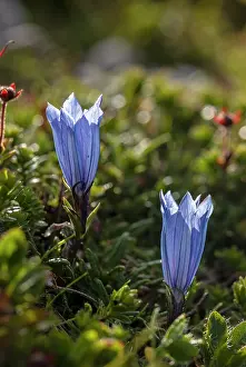 Gentiana: Karawanken gentian, Gentiana froelichii in flowe