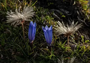 Avens: Karawanken gentian, Gentiana froelichii in flowe