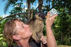 Lumholtzi: Karen Coombes carer from Tree Roo Rescue Centre