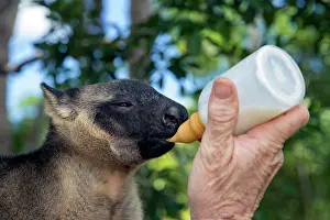 Lumholtzi: Karen Coombes carer from Tree Roo Rescue Centre