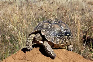 Karoo: Karoo Cape Tortoise / Greater Padloper