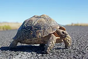 Karoo: Karoo Cape Tortoise / Greater Padloper - crossing road