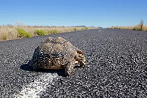 Karoo: Karoo Cape Tortoise / Karoo Padloper - crossing road