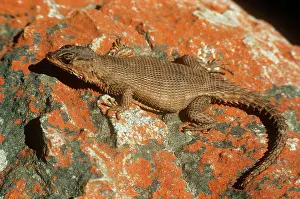 Girdled: Karoo girdled / African Spiny-tailed Lizard