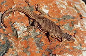 Girdled: Karoo girdled / African Spiny-tailed Lizard