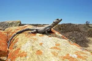 Michele Menegon: Karoo Girdled Lizard