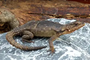 Karoo: Karoo girdled lizard (Cordylus polyzonus), South