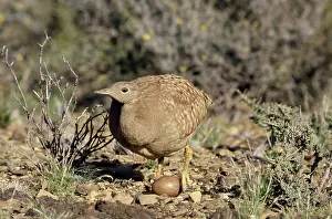 Eupodotis: Karoo Korhaan Bustard
