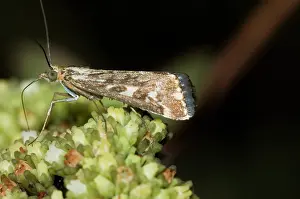 Visiting: Karoo moth - Adult visiting flower of plakkiebos