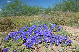 Metre: Karoo Violet - forms carpets up to 1 metre in diameter