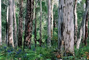 Marginata: Karri (Eucalyptus diversicolor) - and Jarrah (Eucalyptus
