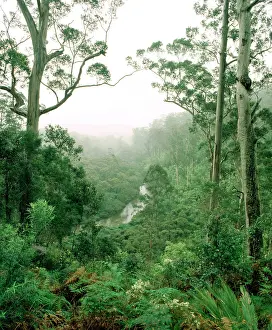Warren: Karri forest and the Warren River