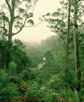 Warren: Karri forest and the Warren River (Eucalyptus diversicolor)