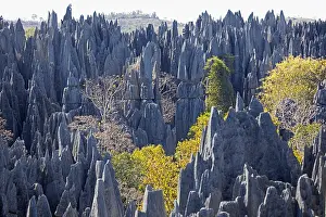 Madagascan: Karst limestone formation in the Tsingy de Bemaraha