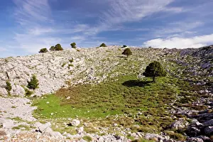 Parnassus: Karst limestone scenery, with greek firs, at about
