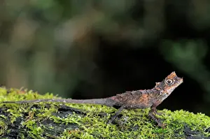 Sinharaja: Karu's Horned Lizard