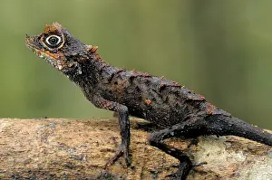 Sinharaja: Karu's Horned Lizard