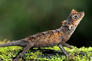 Sinharaja: Karu's Horned Lizard