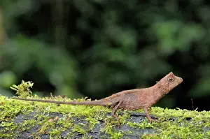 Sinharaja: Karu's Horned Lizard
