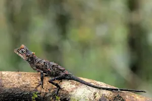 Horned: Karu's Horned Lizard