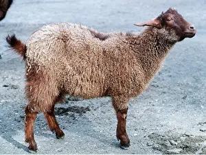 Wool: KASHMIR GOAT - Domestic source of fine wool