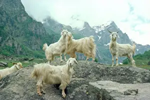 Kashmir: KASHMIR GOATS