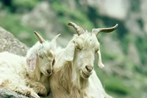 Kashmir: KASHMIR GOATS