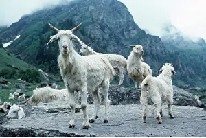 Altitude: Kashmir GOATS